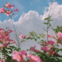 唯美ins仙气的花朵+风景_微信头像大全图片