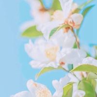 唯美ins仙气的花朵+风景_微信头像大全图片