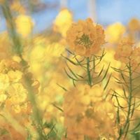 唯美ins仙气的花朵+风景_微信头像大全图片