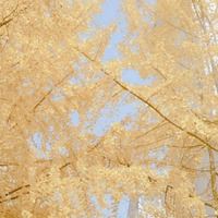 唯美ins仙气的花朵+风景_微信头像大全图片
