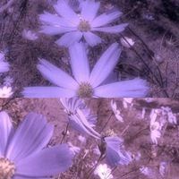 唯美ins仙气的花朵+风景_微信头像大全图片