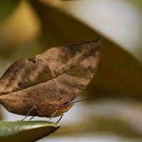关于枯叶蝶的唯美头像_微信头像大全图片