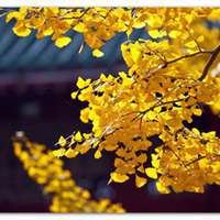 唯美银杏微信头像_微信头像大全图片