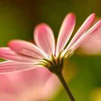 花朵唯美意境头像大全_微信头像大全图片