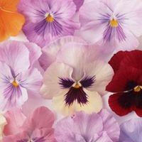 花朵唯美意境头像大全_微信头像大全图片