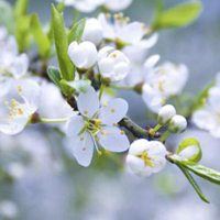 花朵唯美意境头像大全_微信头像大全图片