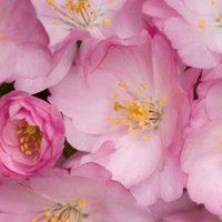 花朵唯美意境头像大全_微信头像大全图片