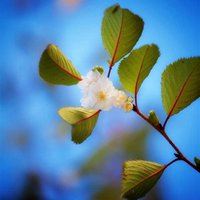 头像花草小清新自然黄金花百花争艳_微信头像大全图片