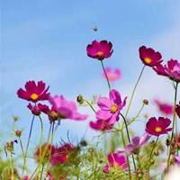 头像花草小清新自然黄金花百花争艳_微信头像大全图片