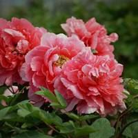 女人微信头像带来好运花朵_微信头像大全图片