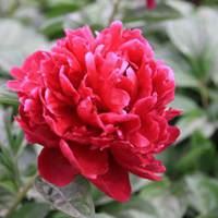 女人微信头像带来好运花朵_微信头像大全图片