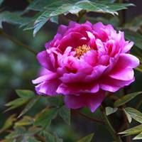 女人微信头像带来好运花朵_微信头像大全图片