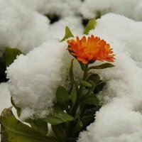 女人微信头像花朵冰雪静语_微信头像大全图片