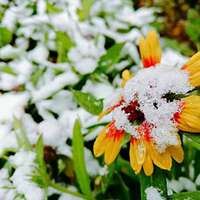 女人微信头像花朵冰雪静语_微信头像大全图片