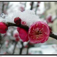 女人微信头像花朵冰雪静语_微信头像大全图片