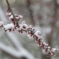 女人微信头像花朵冰雪静语_微信头像大全图片