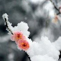 女人微信头像花朵冰雪静语_微信头像大全图片