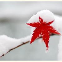 女人微信头像花朵冰雪静语_微信头像大全图片