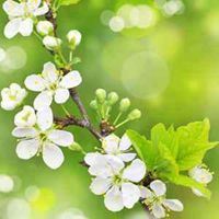 带来平安健康富贵的微信头像花草_微信头像大全图片