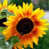 带来平安健康富贵的微信头像花草_微信头像大全图片