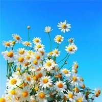 带来平安健康富贵的微信头像花草_微信头像大全图片