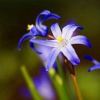 带来平安健康富贵的微信头像花草_微信头像大全图片