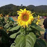 微信各种花最漂亮头像_微信头像大全图片