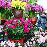 微信各种花最漂亮头像_微信头像大全图片