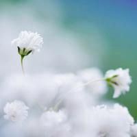 微信头像最好看的花和最好看的天空还有风_微信头像大全图片