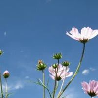 微信头像最好看的花和最好看的天空还有风_微信头像大全图片