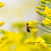 微信头像蜜蜂采小花_微信头像大全图片