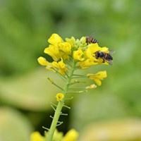 微信头像蜜蜂采小花_微信头像大全图片