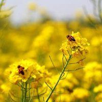 微信头像风景花草大自然美景_微信头像大全图片