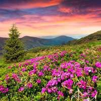 微信头像风景花草大自然美景_微信头像大全图片