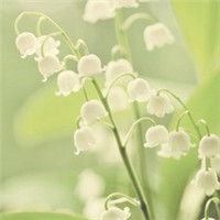 清新花朵头像纯色素雅花朵_微信头像大全图片