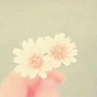 清新花朵头像纯色素雅花朵_微信头像大全图片