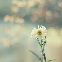 清新花朵头像纯色素雅花朵_微信头像大全图片
