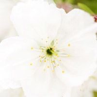 清新花朵头像纯色素雅花朵_微信头像大全图片