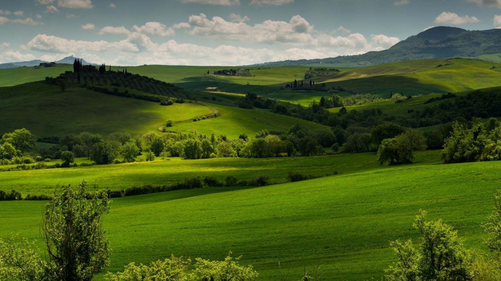 意大利托斯卡纳地区,绿色草地,田野的树木,风景桌面图片