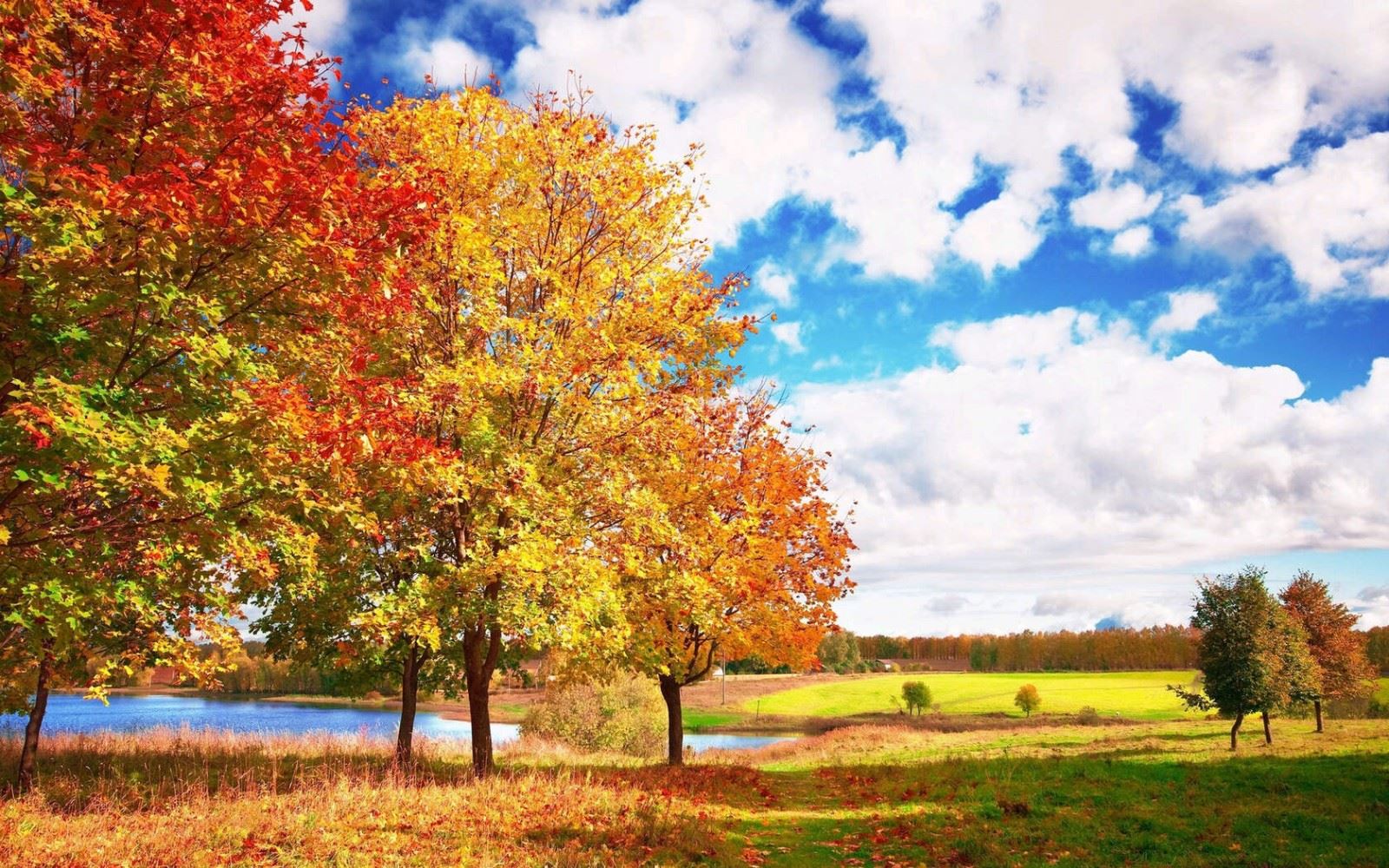 高质量枫叶唯美秋色风景桌面图片