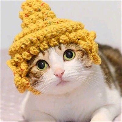 小黄猫情侣头像戴帽子 高清图片