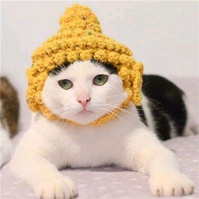 小黄猫情侣头像戴帽子 高清图片