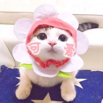 小黄猫情侣头像戴帽子 高清图片