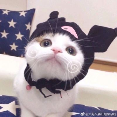 小黄猫情侣头像戴帽子 高清图片