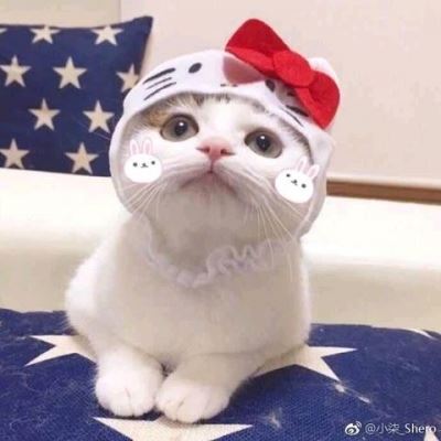 小黄猫情侣头像戴帽子 高清图片
