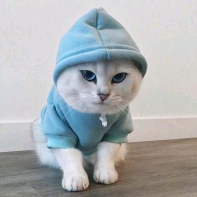 小黄猫情侣头像戴帽子 高清图片