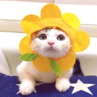 小黄猫情侣头像戴帽子 高清图片