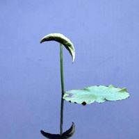 安静淡然的意境唯美头像_微信头像大全图片