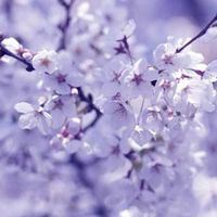 浪漫神秘紫色唯美头像_微信头像大全图片
