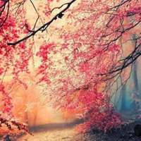 百度微信头像唯美_微信头像大全图片